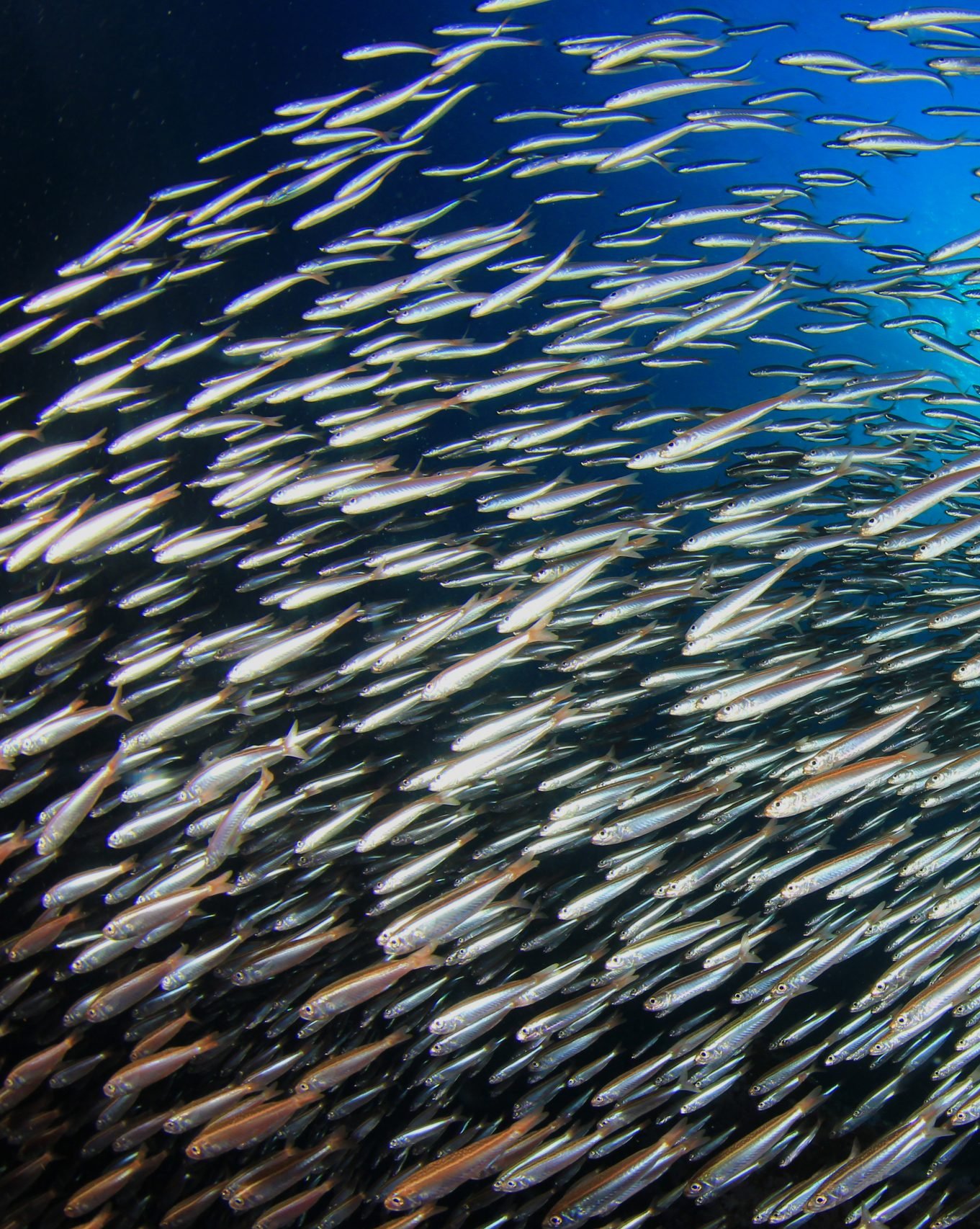 Sardines Fish Underwater